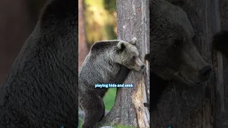 Bear Cubs Play Hide And Seek 🐻