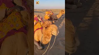 Camel Sounds 🐫