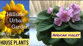 How to Keep an African Violet Alive!  | When to water an African Violet?