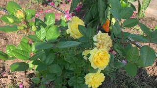 Роза Анни Дюпрей-лимонное солнышко в вашем саду. ADR награда