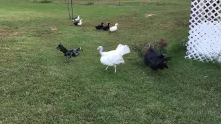 Rooster vs Turkey