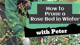 How to Prune a Rose Bed in Winter | Garden Ideas | Peter Seabrook