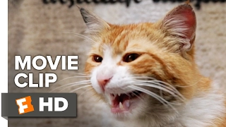 Kedi Movie CLIP - Cat Fight (2017) - Documentary