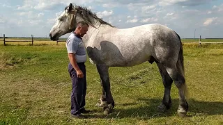 Продажа Жеребцов