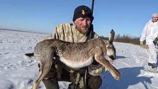 ОГРОМНЫЙ ЗАЯЦ НА ЗАКРЫТИЕ! Охота на зайца в Беларуси 2021