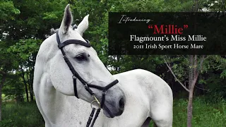 Horse For Sale - Millie - 2011 18h Irish Sport Horse Mare