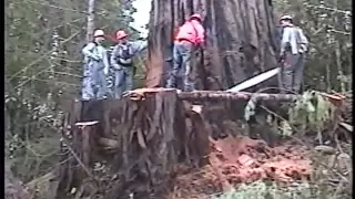 Falling an old growth redwood tree; Humboldt County, CA, 2002