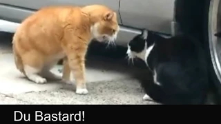 Sprechende Katzen / Talking Cats (Official german subtitles)