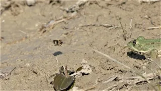 Frogs try to catch drone flies / Frösche versuchen Mistbienen zu fangen