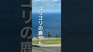 北海道で巨大なエゾシカときつねにビビり倒す