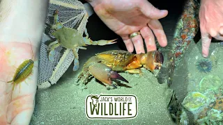 CRABS and MORE! Tidal Adventure!