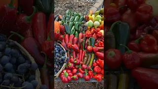 A beautiful and colorful garden harvest! #gardenharvest #harvest #growyourownfood #growfood #garden