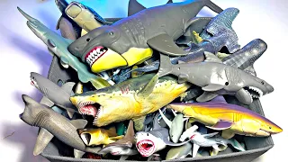 My Sharks Collection - Great White Shark, Frilled Shark, Whale Shark, Hammerhead Shark, Goblin Shark