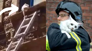 White Poor Cat Stranded in a Window