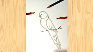 Parrot Drawing || How To Draw Parrot Drawing For Beginners || Bird Drawing || Vk Art