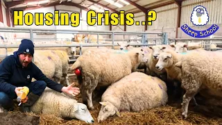 Housing Sheep Pitfalls & Problems!