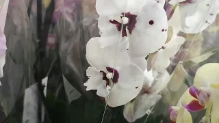Обзор орхидей в ОВI МЕГА "Белая дача"#обзор#орхидеи#цветы#цветоводство#фаленопсис