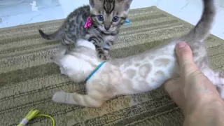 *Sarasota Bengals* Seal Lynx Snow Male Bengal kitten 5 weeks old