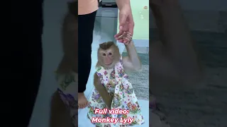 Monkey Lyly pulled her mother's hand to eat sweet potatoes #shorts #monkey #youtubeshorts #animals