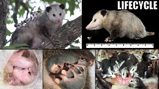 Eco Bites – Episode 3 – The Mysterious World of Opossums - Lifecycle of an Opossum