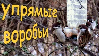 Кормушка только для синиц? Воробьи так не считают