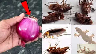 ONION MAGIC || How To Kill Cockroach,Lizard Within 5 Minutes || Home Remedy || Magic Ingredients.