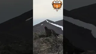 Vulture |  rr1hunt