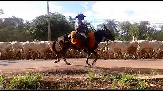 Boiada chegando em Coxim MS rumo ao Pantanal