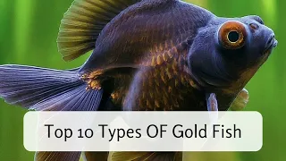 Top 10 Types OF Gold Fish  #quiz  #gk #generalknowledge #infohub #quiztrivia #shortsfeed #goldfish