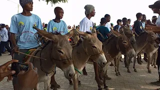 Donkey Racing 🐎 at Lamu Cultural Festival #lamu #malikadoesit #chaos