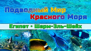 Подводный мир Красного Моря, Шарм Эль Шейх, Египет