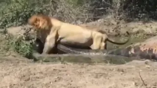 Лев тащит жирафа,  который весит под тонну