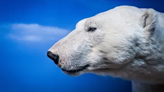 Artic Secrets - Cold Side of Our Planet | National Geographic Documentary HD 1080p