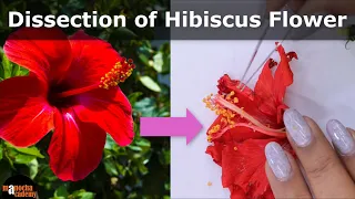 Dissection of Hibiscus Flower | Parts of a Flower