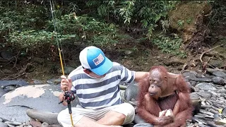 bertemu orang utan yang jinak @beranichannel6416