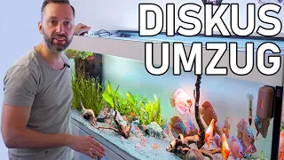 Diskus Aquarium Neuaufbau