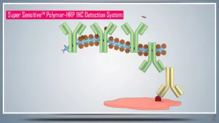 Immunohistochemistry (IHC) & Antigen/Epitope Protein Retrieval - Principle, Technique and Protocol