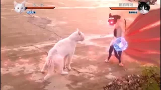 Cats with Naruto special effects!