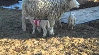 Sheep Quads