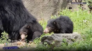 Can you guess what these baby bears' favorite snack is? | Nightly News Kids Edition