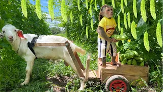 Difficult Journey of CUTIS Takes Goat To Harvest Bitter Melon For Sale