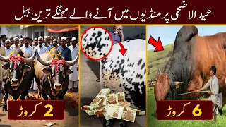 Most Expensive And Dangerous Qurbani Bulls in Pakistan 2024 | Qurbani Ka 5 Sab Sae Mahngae Janwar