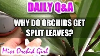 Q&A - Why do Orchids get split leaves?