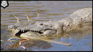 15 Times Crocodiles Messed With The Wrong Opponent.
