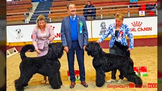 ГРАНД ЧЕМПИОН БЕЛАРУСИ-2019. БЕСТ ГУАРД ВОЛЯ ВОЛЬНАЯ, русский черный терьер, Россия