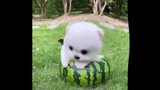 Tik Tok   😍 Funny and Cute Pomeranian #28