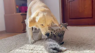 Poor Golden Retriever Attacked by Funny Kittens
