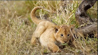 BABY LION VS JACKAL, Save the two-month-old baby lion.[Africa Safari Plus⁺]60