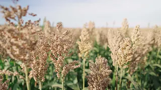 Alternative to silage corn: Sorghum with stable yield on dry fields