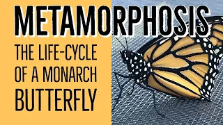 Metamorphosis | Life Cycle of a Monarch Butterfly